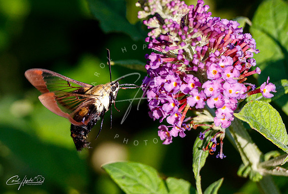 Hummingbird Moth - 2
