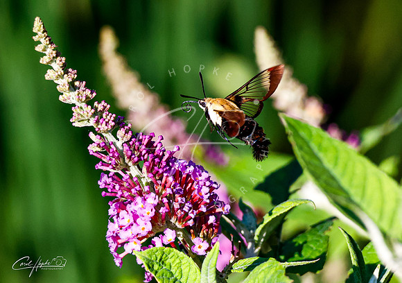 Hummingbird Moth - 4