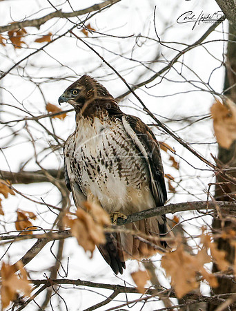 Red Tail Hawk