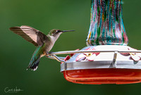 Coming in for a landing