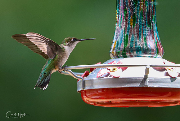 Coming in for a landing
