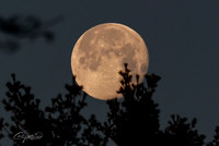 Full Moon - 3 - Jan 2025