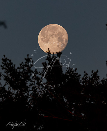 Full Moon - 4 - Jan 2025