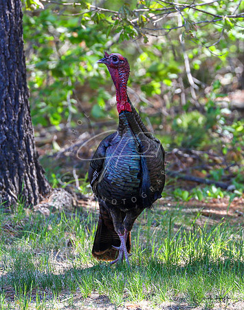 A different wild turkey than I'm used to.