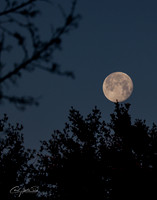 Full Moon - 2 - Jan 2025