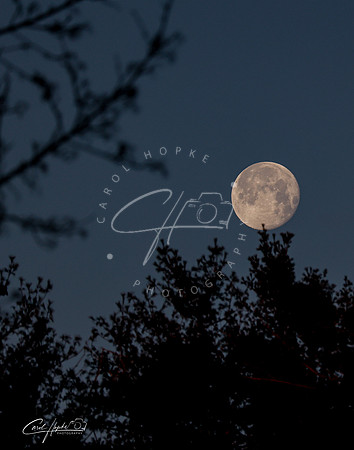 Full Moon - 2 - Jan 2025