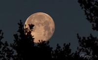 Full Moon - 6 - Jan 2025
