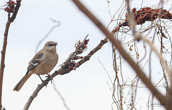 Mockingbird