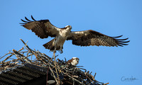 Momma osprey taking off for a little alone time. Dad just brought home breakfast ..