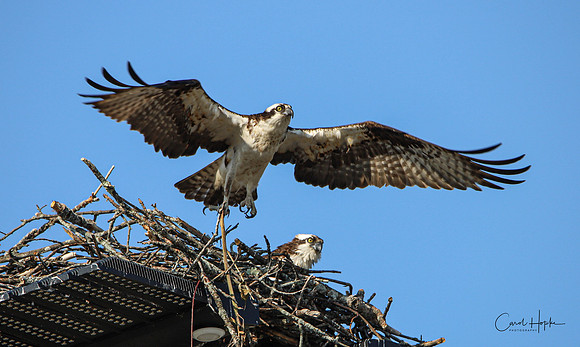 Momma osprey taking off for a little alone time. Dad just brought home breakfast ..