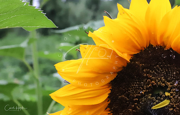 Sunflower closeup