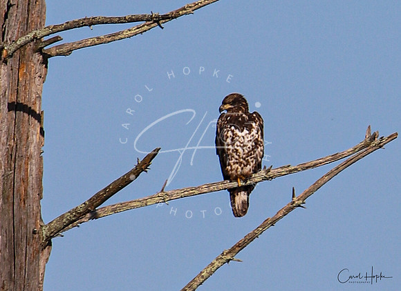 Juvie Eagle