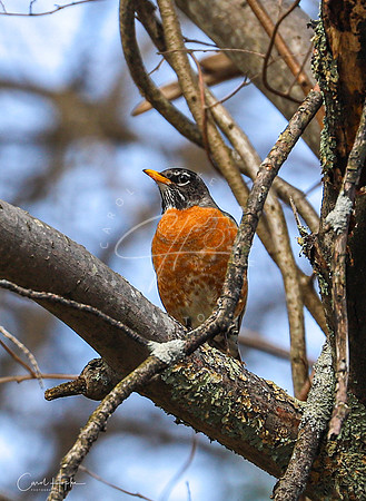 Adult Robin