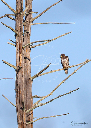 Juvie Eagle