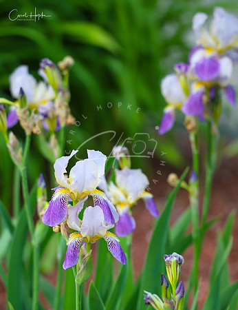 Iris 2