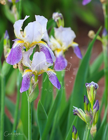 Iris 1
