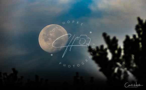 The Harvest full moon setting in the morning - through a telescope/camera set up