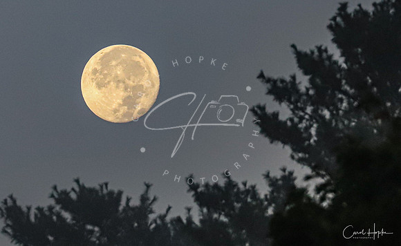 Full Harvest moon setting in the morning