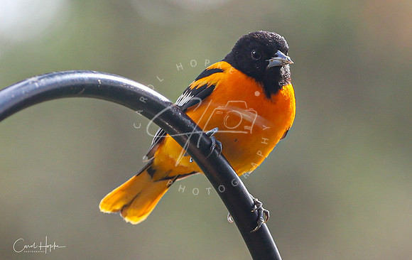 Male Oriole