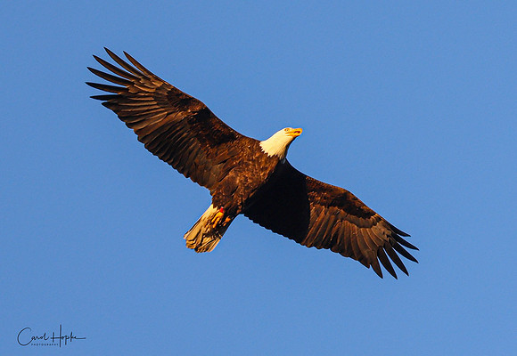 Gorgeous majestic eagle!