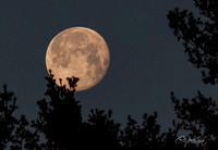 Full Moon - 1 - Jan 2025