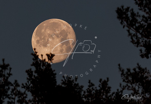 Full Moon - 1 - Jan 2025