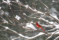 Cardinal in the snow