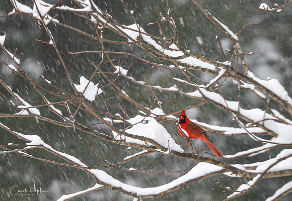 Cardinal in the snow