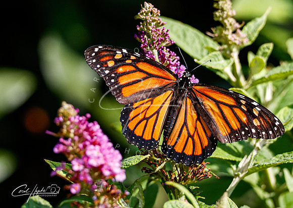 Monarch butterfly - 1