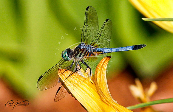 Blue Dasher - 2