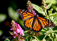 Monarch butterfly - 1