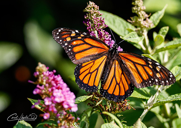 Monarch butterfly - 1