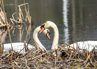 My favorite swan couple