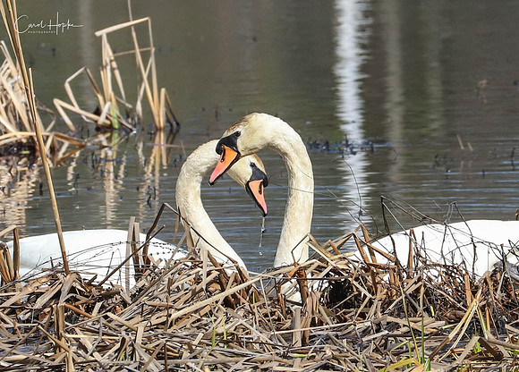 My favorite swan couple