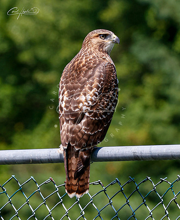Cooper's Hawk - 2