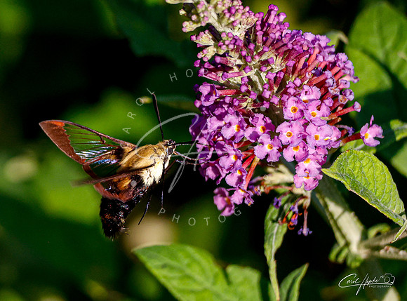 Hummingbird Moth - 1