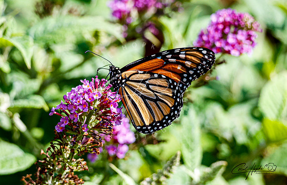 Monarch butterfly - 3