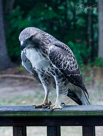 Cooper's Hawk - 3