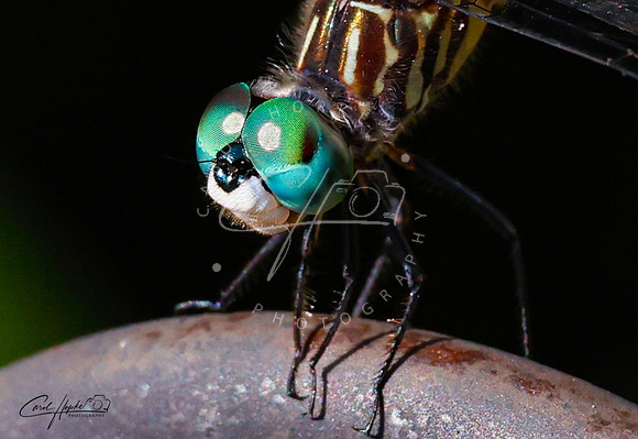 Blue Dasher - 3