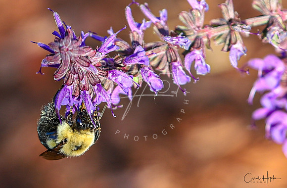A bee and their Salvia