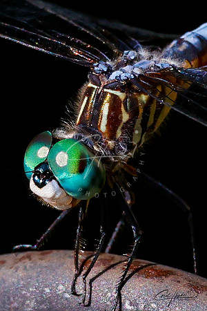 Blue Dasher - 4