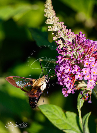 Hummingbird Moth - 3