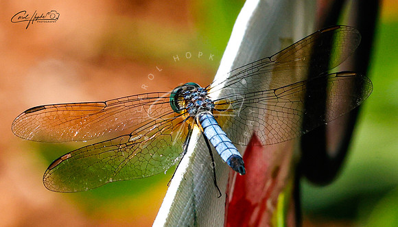 Blue Dasher - 5