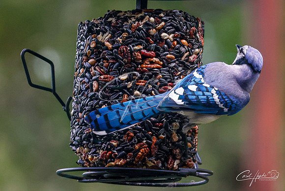 Bluejay