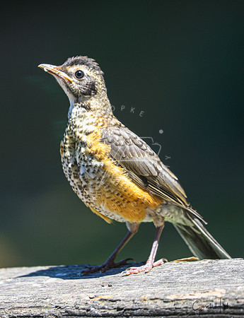 Baby Robin