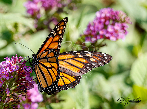 Monarch butterfly - 4