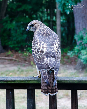 Cooper's Hawk - 4
