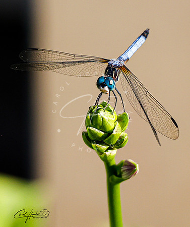 Blue Dasher - 1