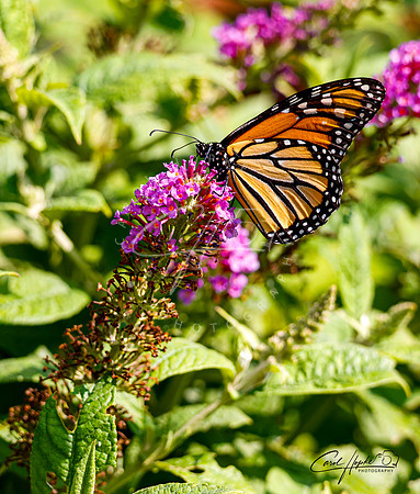 Monarch butterfly - 2