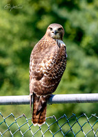 Nature & Wildlife